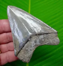 MEGALODON SHARK TOOTH - 3.95 in. SERATED GEORGIA, USA - FOSSIL MEGLADONE JAW