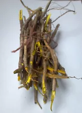 Yellowroot bundle 3 oz. dried herb 2024 wild harvested Xanthorhiza simplicissima