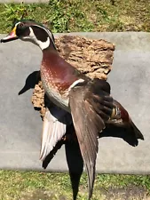 Taxidermy Bird-outstanding condition