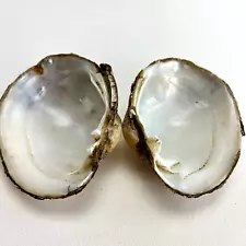 Natural Freshwater Mussel Clam Shell 4" x 3" Mother of Pearl Interior Surface