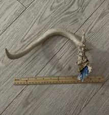 Deer Antler Unique Shaped 3 Point For Art, Knife Handle, Or Dog Chew Toy