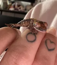 Crested Geckos For Sale