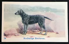 CURLY COATED RETRIEVER Dog Dutch Trade Card 1930 Mijnders #59