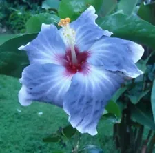 100 Blue Silver Hibiscus Seeds Hibiscus Rosa-sinensis Garden Flowers Seed