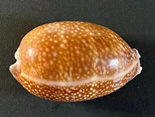 CYPRAEA CERVUS: NICE LARGE 116.6MM SPECIMEN FOR SALE FROM OLD COLLECTION!