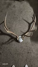 elk antlers