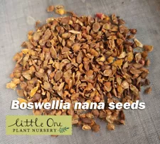 Boswellia nana fresh seeds for sale by Little One Plant Nursery