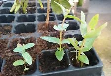 2 two LIVE TREE EUCALYPTUS globulus freeze resistent Leaves cuttings