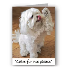 Cake For Me Please Greeting Card - Dog Maltese