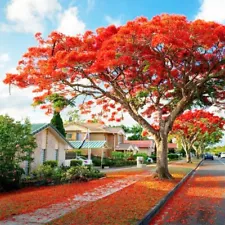 LIVE PLANT 3ft Delonix Regia Royal Poinciana Flame Tree Peacock flower Flamboyan