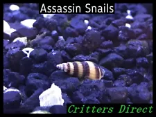 assassin snail for sale