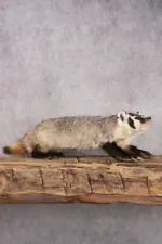 Badger taxidermy mount for sale SKU 2718