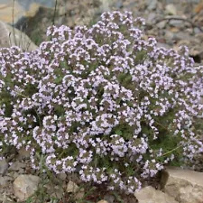 Thyme Common (Thymus vulgaris) 250+ Organic Seed