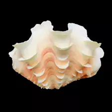 large clam shells for sale