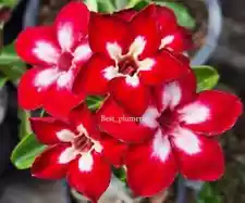 Adenium Obesum - Desert Rose "Ruby" 5 seeds (#26)