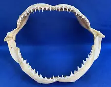 Vintage 11" Shark Jaw Taxidermy for Educational Purposes