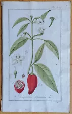 Sweet Pepper Paprika - Original Botanical Print Medicinal Plants by Zorn # 1796