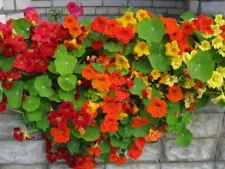 Nasturtium Seeds Tropaeolum Curly mix annual Flower Seed From Ukraine 1.5 g