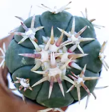 Echinocactus horizonthalonius cv SIROTOGE SUIHEIMARU SEEDS