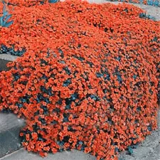 300 Orange Rock Cress Seeds Creeping Thyme Seed Thymus Serpyllum Organic