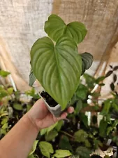 Philodendron Pastazanum Silver Exact Plant