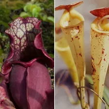 Rare Nepenthes Madagascariensis & Sarracenia Purpurea Seed Pack