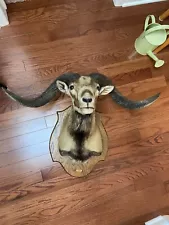 Bighorn Sheep/Ram Taxidermy Shoulder Mount