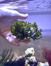 Codium Saltwater Macroalgae Attached To Live Rock