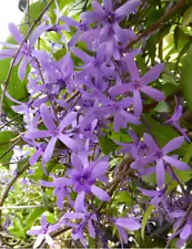 Petrea volubilis precious climber 20 seeds