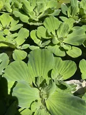 5 Water Lettuce Jumbo 4-7” Koi Pond Floating Plants Algae