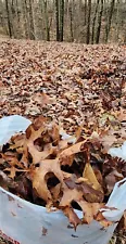 Dried Oak/Maple Leaf Litter 2 GAL. (6-7 Oz) Bags Eastern Kentucky Forest Floor