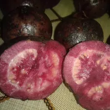 Purple Rare Guava Live Planting Seeds Rare Organic Natural Fruit Seeding