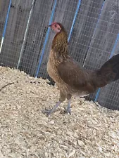 Hatch Hen Great For Hatching Eggs Having Problems With Hens Sitting She Wil