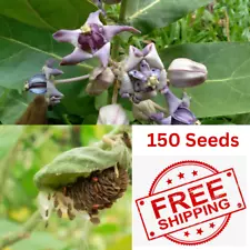 Calotropics Gigantea Milkweed Seeds 150 Crown Butterflies Flower Organic New