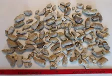 Horn Coral Fossils from Iowa in 12 Piece Lots