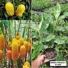 4 Golden Shampoo Ginger Rhizomes Zingiber Zerumbet Ready TO Plant Fresh Roots