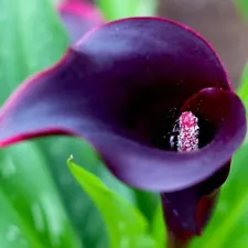 1 Pack 100 Colorful Calla Lily Seeds Calla Zantedeschia Seed Garden Flower S070