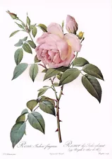 Redoute Tea Scented China Rose Rosa Indica Fragrans 10" x 14" Print RR#43