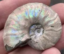 FOR SALE A LOVELY SMALL RAINBOW COLOUR MADAGASCAR FOSSIL AMMONITE