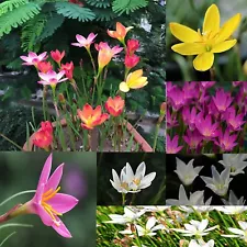 Rain Lily Flower Bulbs for All Season Pack of 10 Mix Flower Bulbs