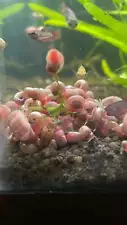 red ramshorn snail for sale