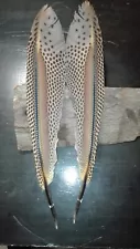 Argus Pheasant - Wing Feathers (Beautiful)