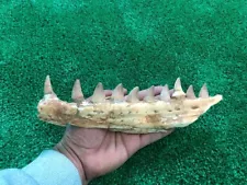 Awsome Jaw Mosasaur Fossil Jurassic Marine Reptiles Prehistoric Authentic