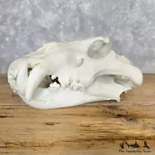 #29107 P | Reproduction African Lion Full Skull For Sale