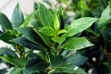 Bay tree laurel,Bay leaf,Lorber (Laurus nobilis) - 50 seeds + Gift