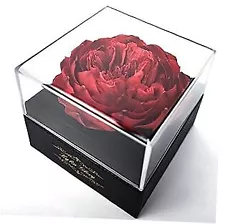 Fresh Cut Flower Preserved Peony for Women Mom Wife Girlfriend - Dark Red