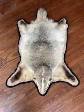 Badger Taxidermy Rug or Wall Mount, 27” x 40” VGC