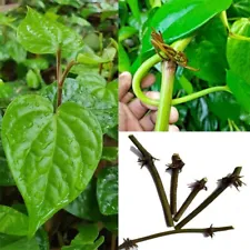 Live Stems ceylon Betel Leaves plant Pan Plant Piper Betel well rooted nodes NEW