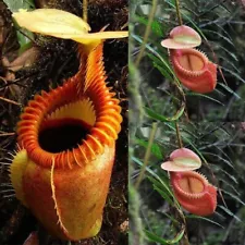 100 Nepenthes Seeds Pitcher Plant Flytrap Monkey Cup Seed S108