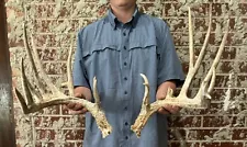 Giant 205 1/8 Whitetail Deer Shed Antlers Horns Taxidermy Mount Man Cave Elk